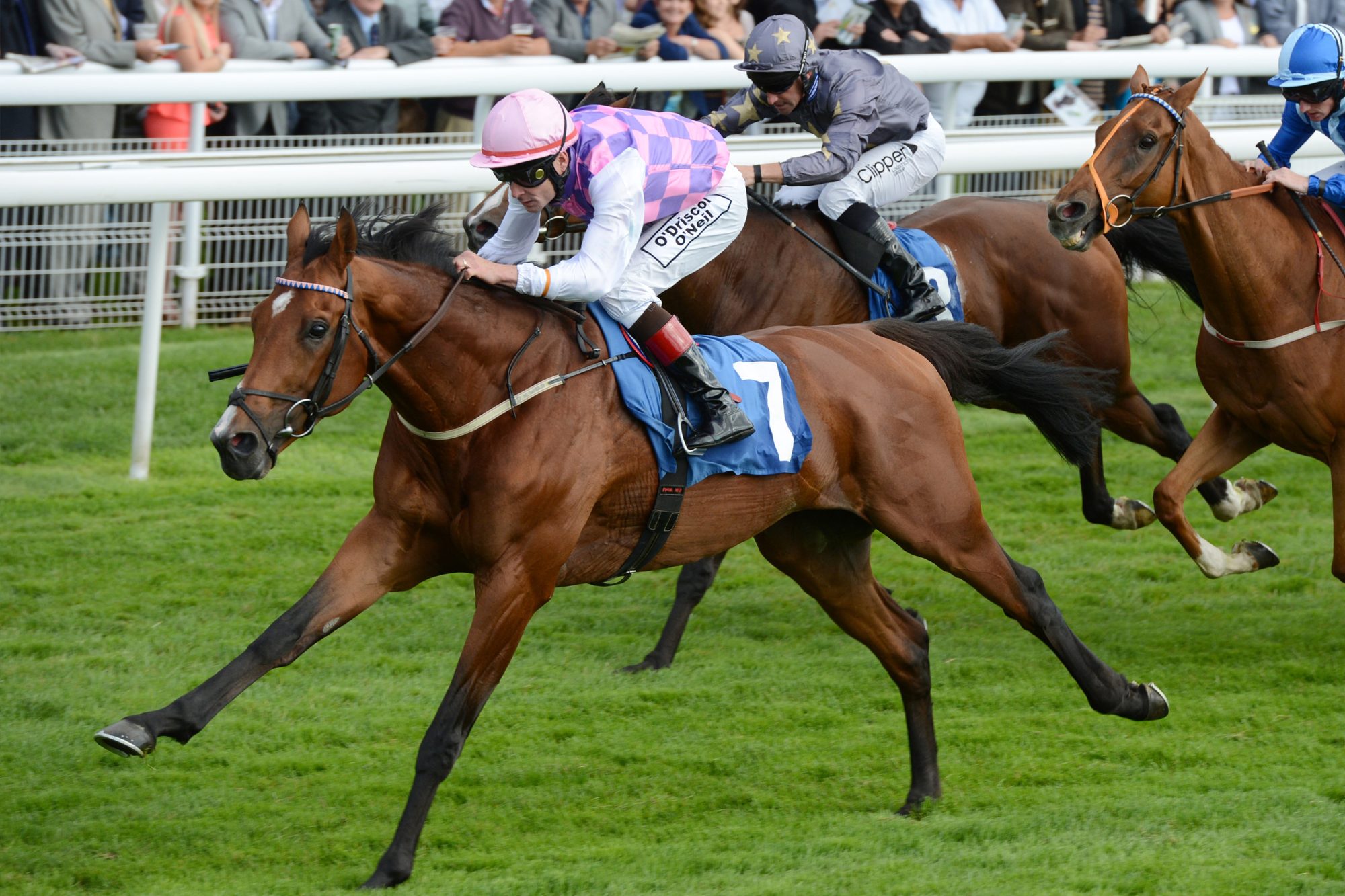 york horse races